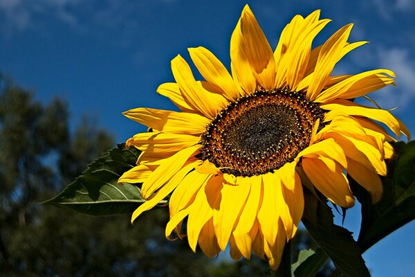 Gelbe Sonnenblume auf blauem Himmel Hintergrund