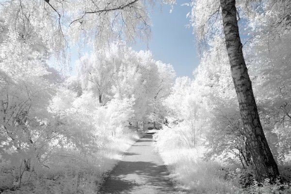 Winterlandschaft, Natur im Schnee