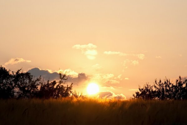 Campo di grano dorato al tramonto