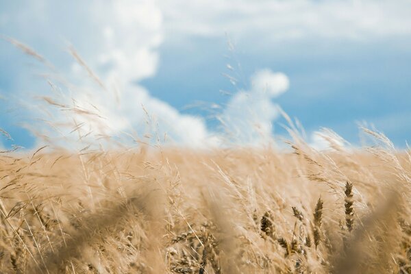 A field with spikelets in the wind with cumulus clouds