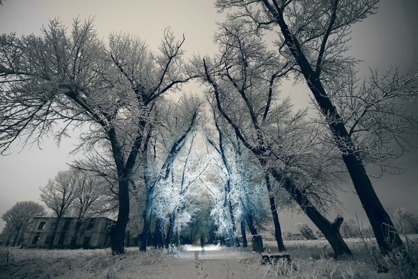 Alberi centenari coperti di brina