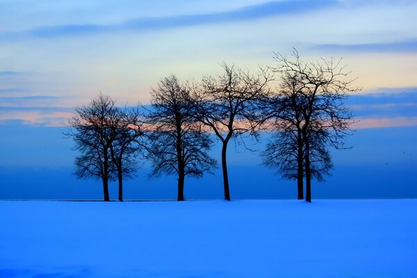 Alberi neri su uno sfondo di neve blu