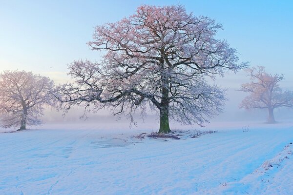 Cold fog on a winter morning