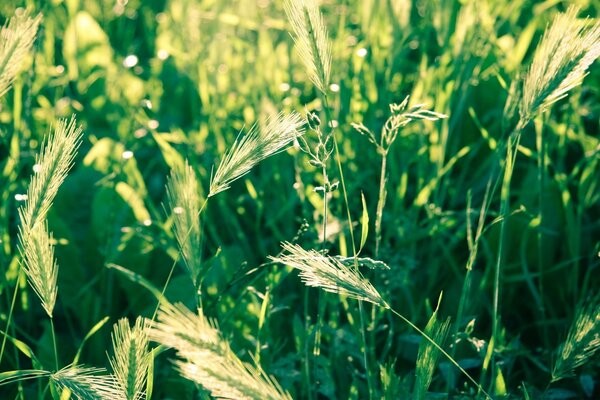 Spikelets in selenium grass in the sun