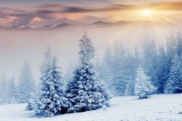 O tempo frio, a neve bateu nas árvores