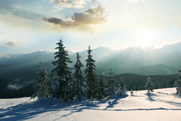 The sun illuminates the fir trees in the mountains