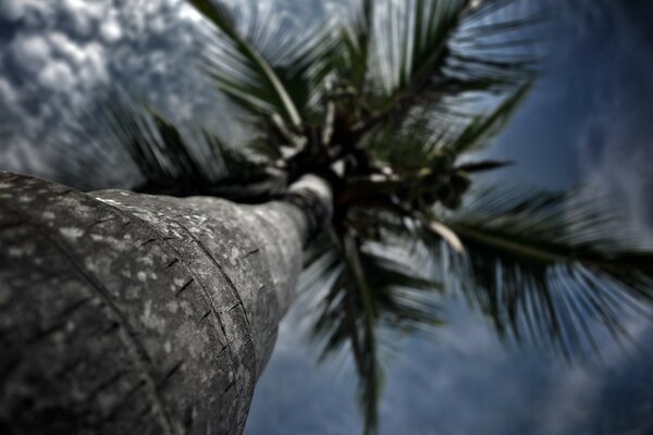 Eine einsame Palme am Himmelshintergrund