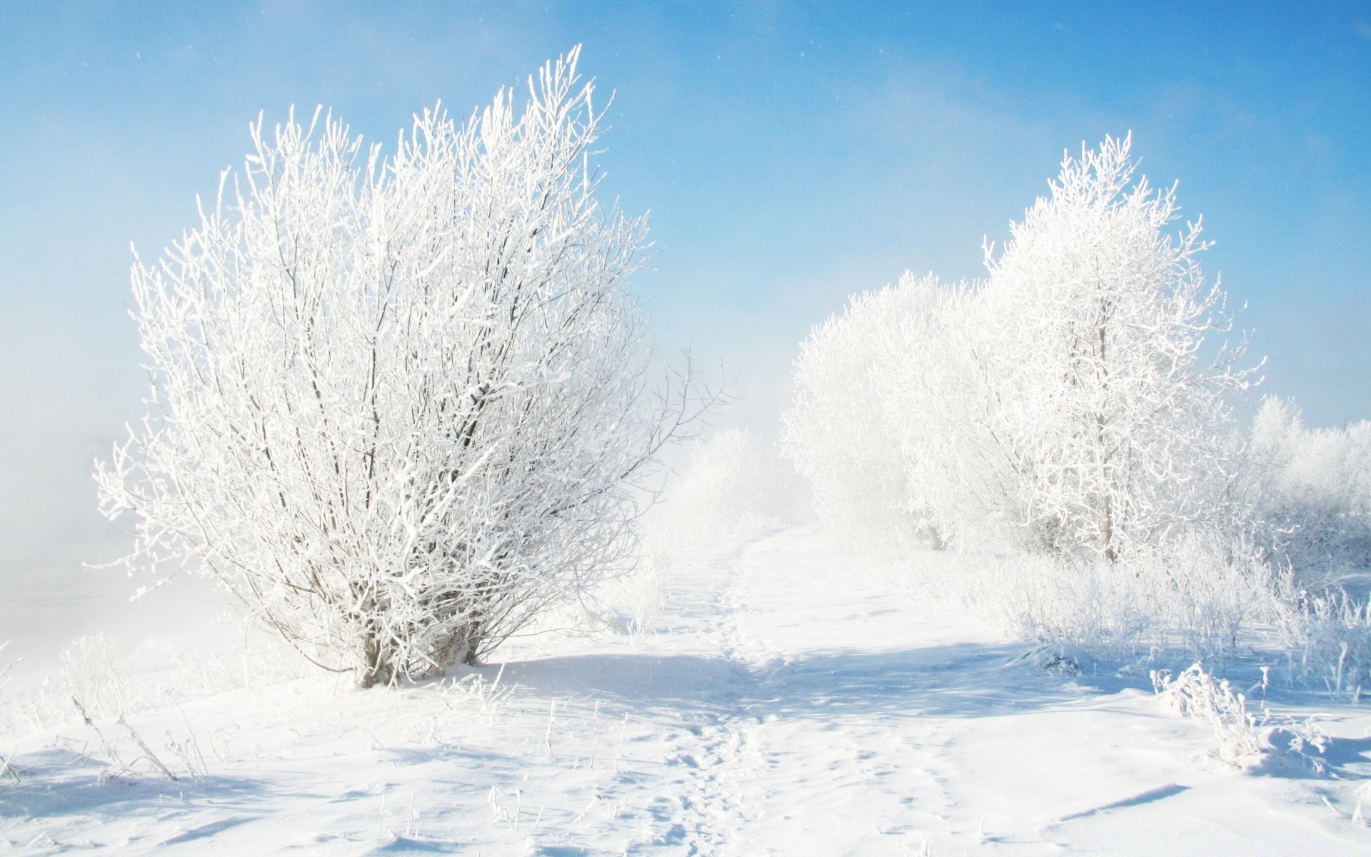 hiver neige gel froid congelé météo saison givré paysage glace neige-blanc bois tempête de neige arbre noël glacial neigeux nature