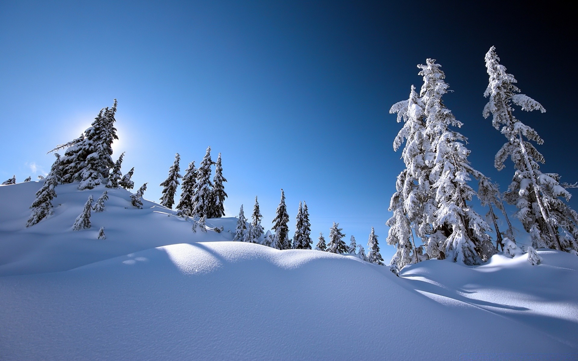 hiver neige froid glace gel montagnes congelés bois météo evergreen neigeux scénique conifères bois poudre givré paysage pic de montagne