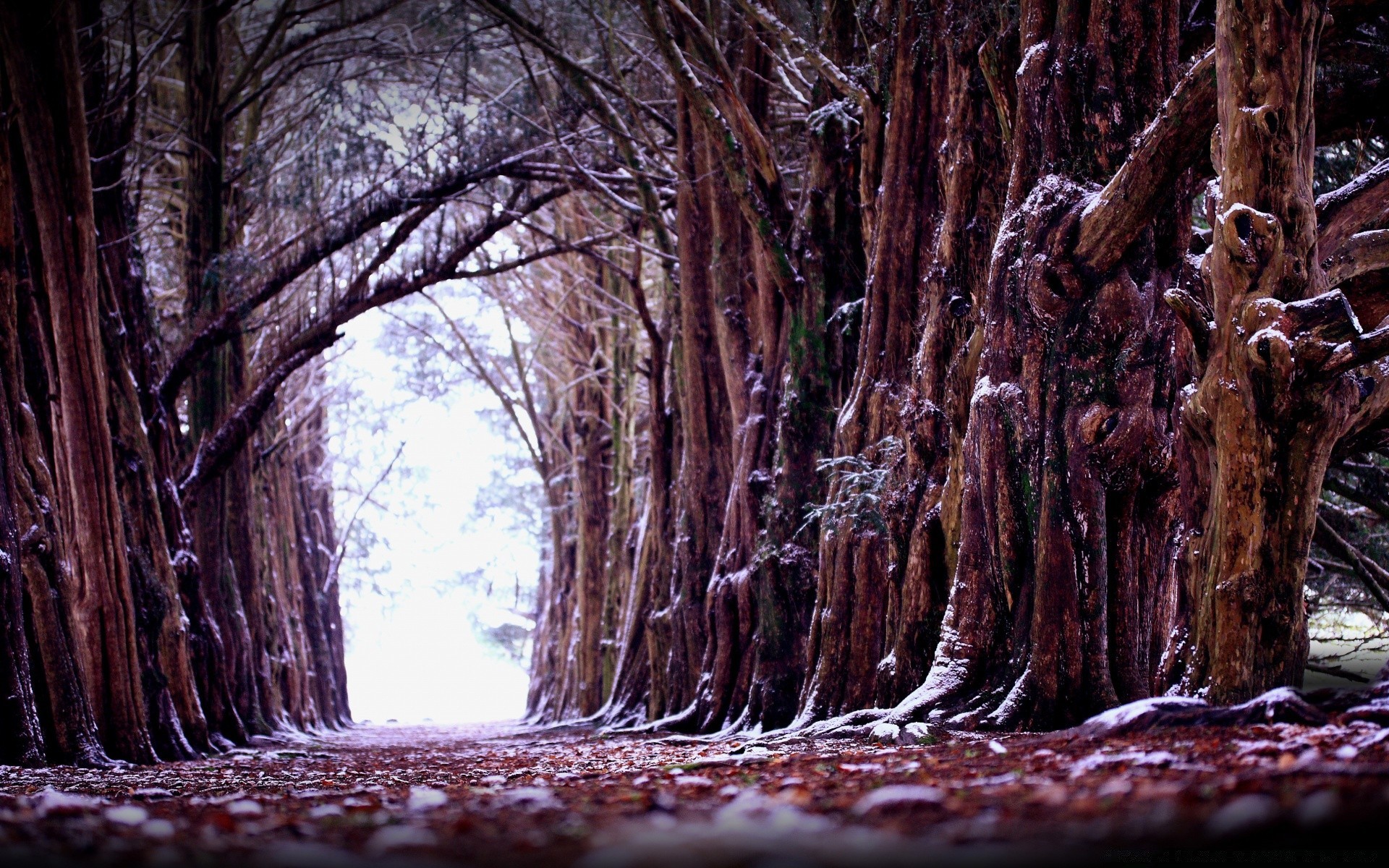 inverno albero natura legno desktop vecchio viaggio paesaggio parco all aperto ambiente radice luce flora