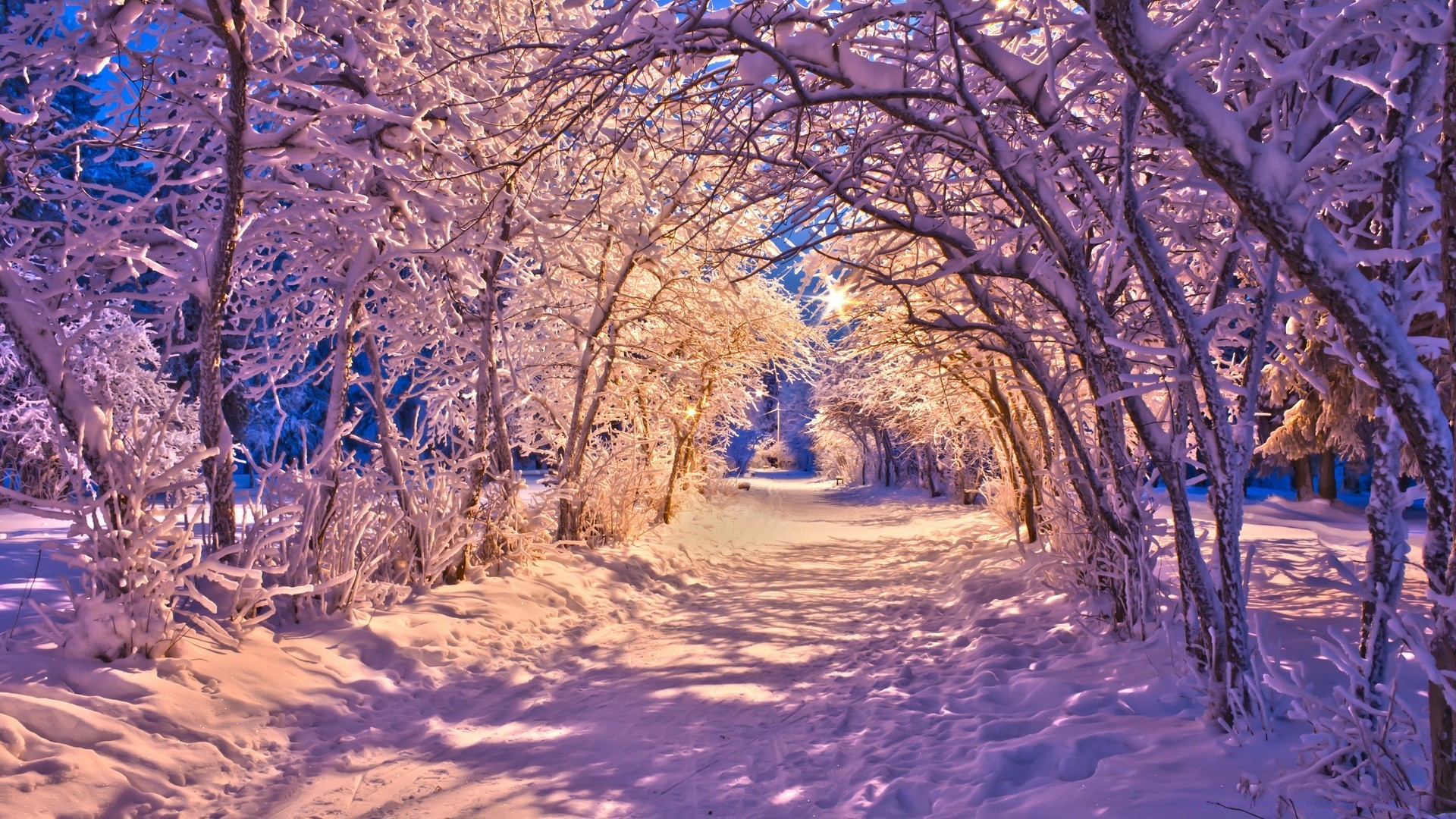 winter tree snow branch landscape season wood cold scenic frost nature frozen park ice fair weather scene outdoors snow-white scenery