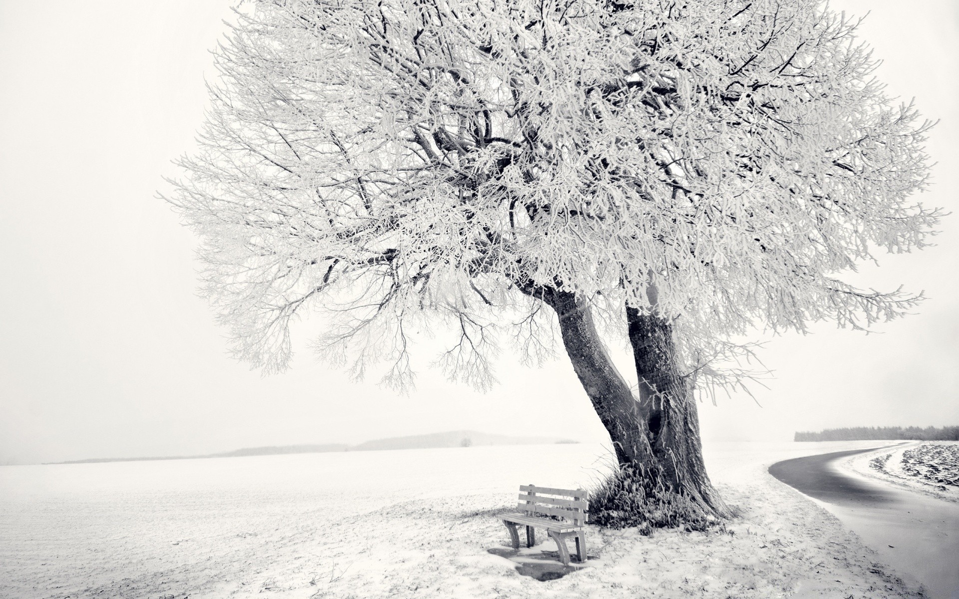 inverno neve gelo albero freddo congelato paesaggio ramo ghiaccio stagione legno tempo tempesta di neve gelido