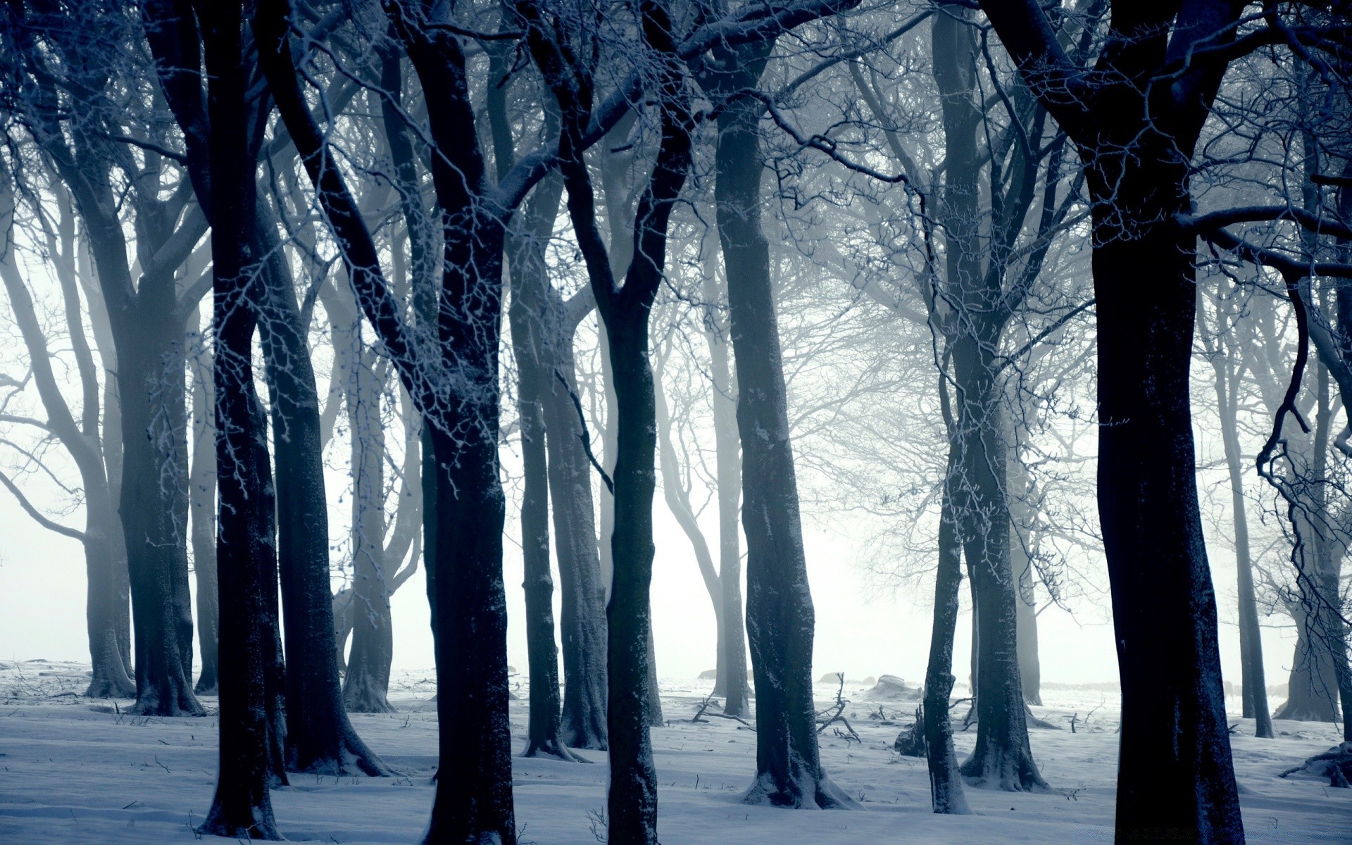 inverno neve freddo gelo congelato albero paesaggio legno ghiaccio tempo natura stagione nebbia gelido scenico