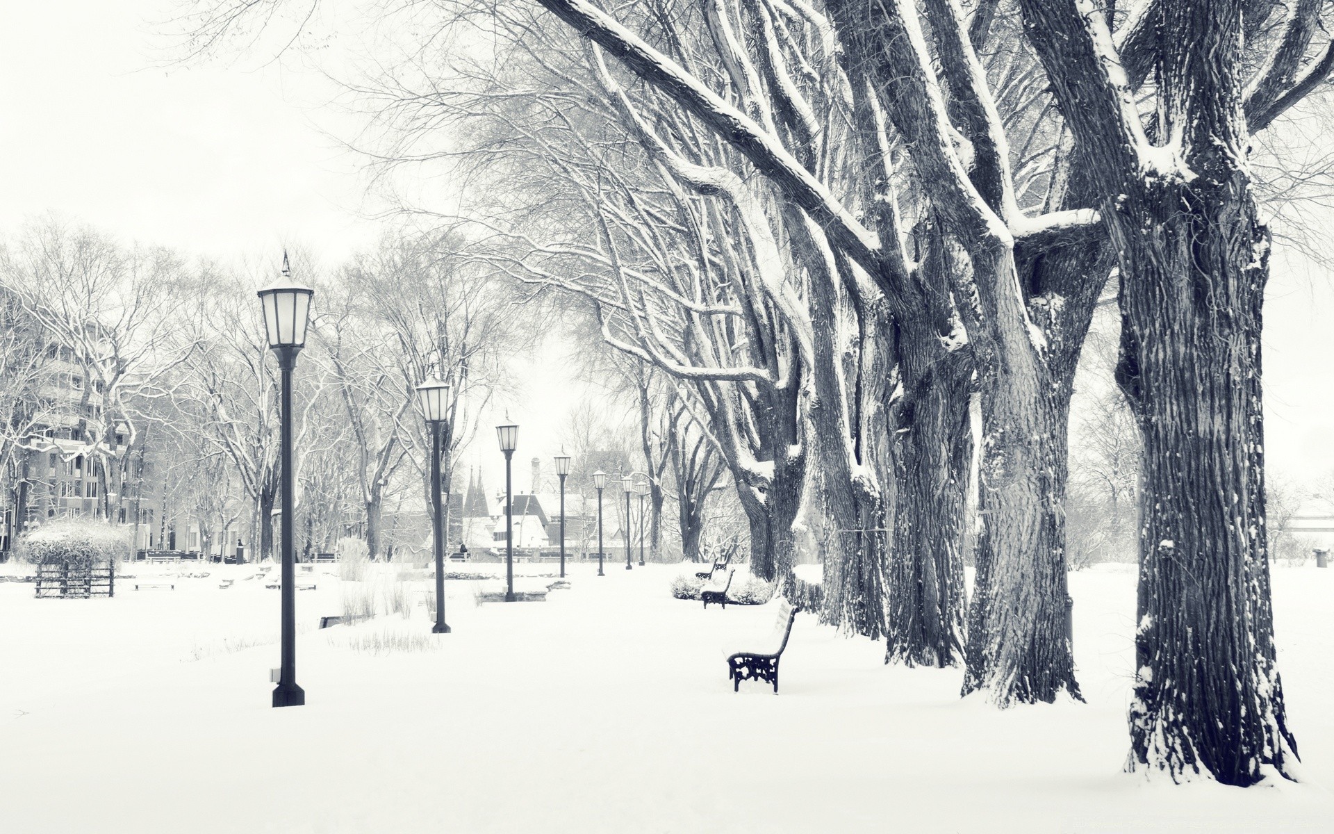 hiver neige froid gel glace bois congelé bois saison tempête de neige paysage météo neige-blanc