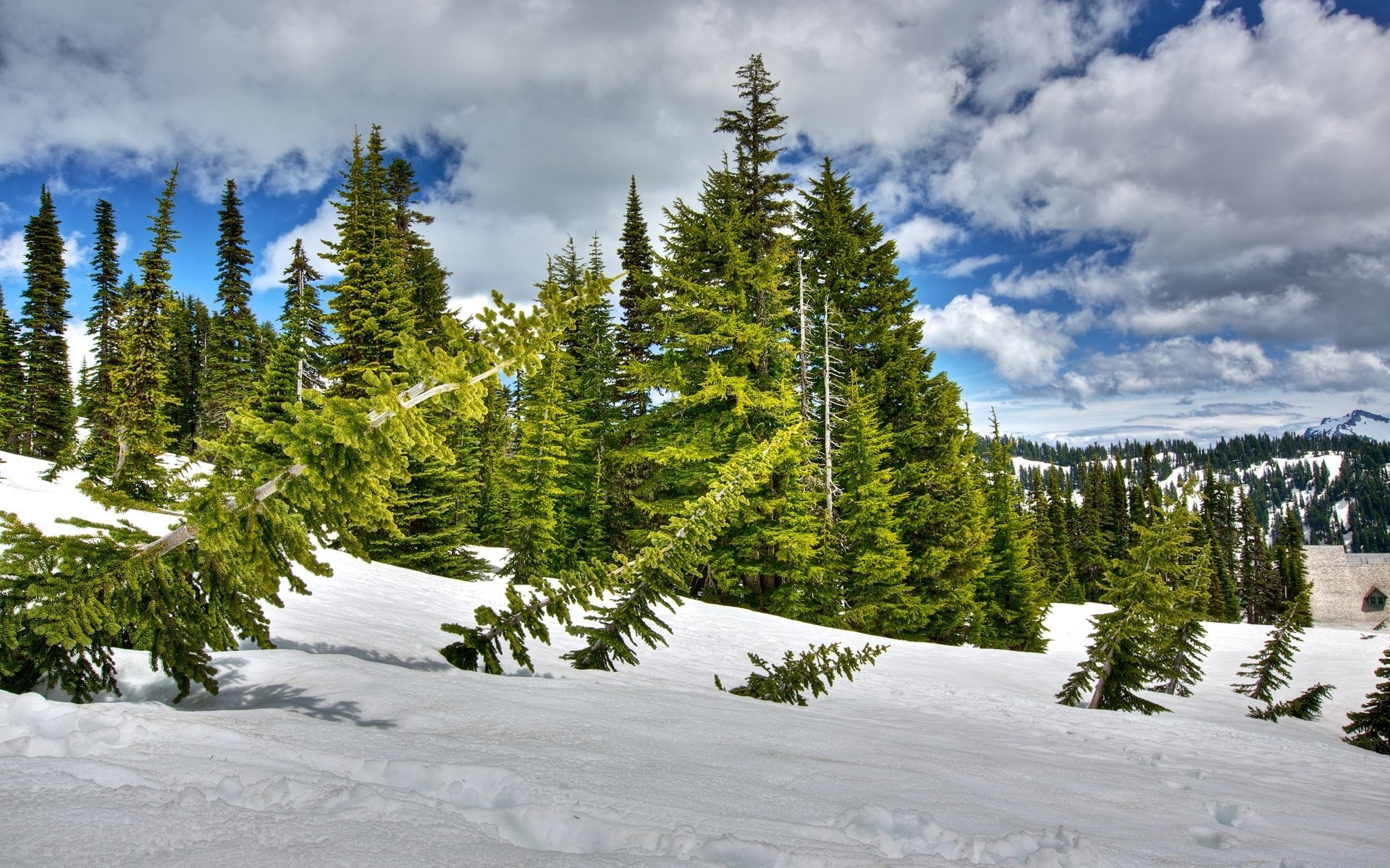 winter snow wood mountain scenic landscape tree cold evergreen nature season outdoors conifer fair weather hill