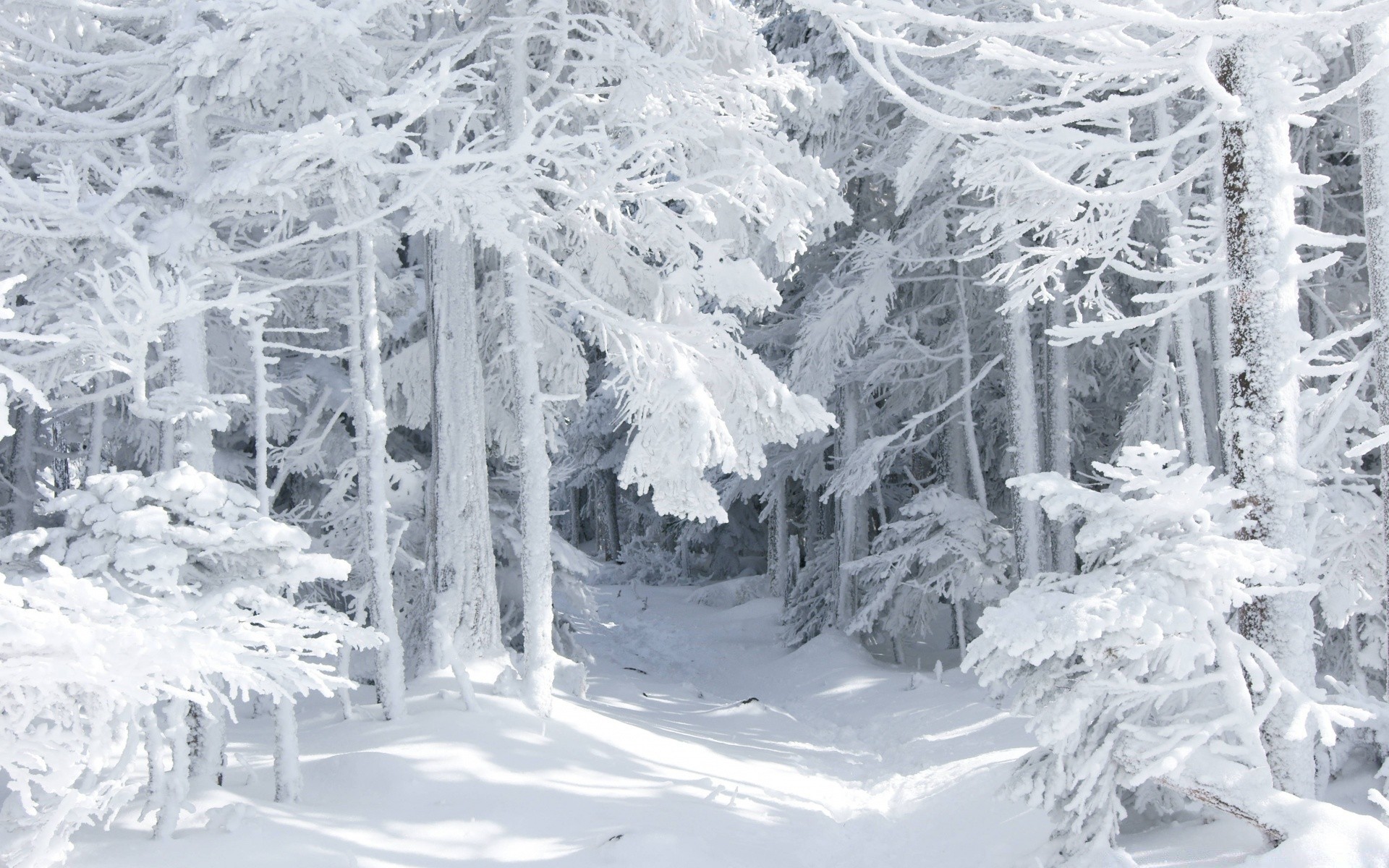 winter snow cold frost ice frozen wood snowy season icy mountain frosty nature weather landscape tree snowstorm spruce snow-white