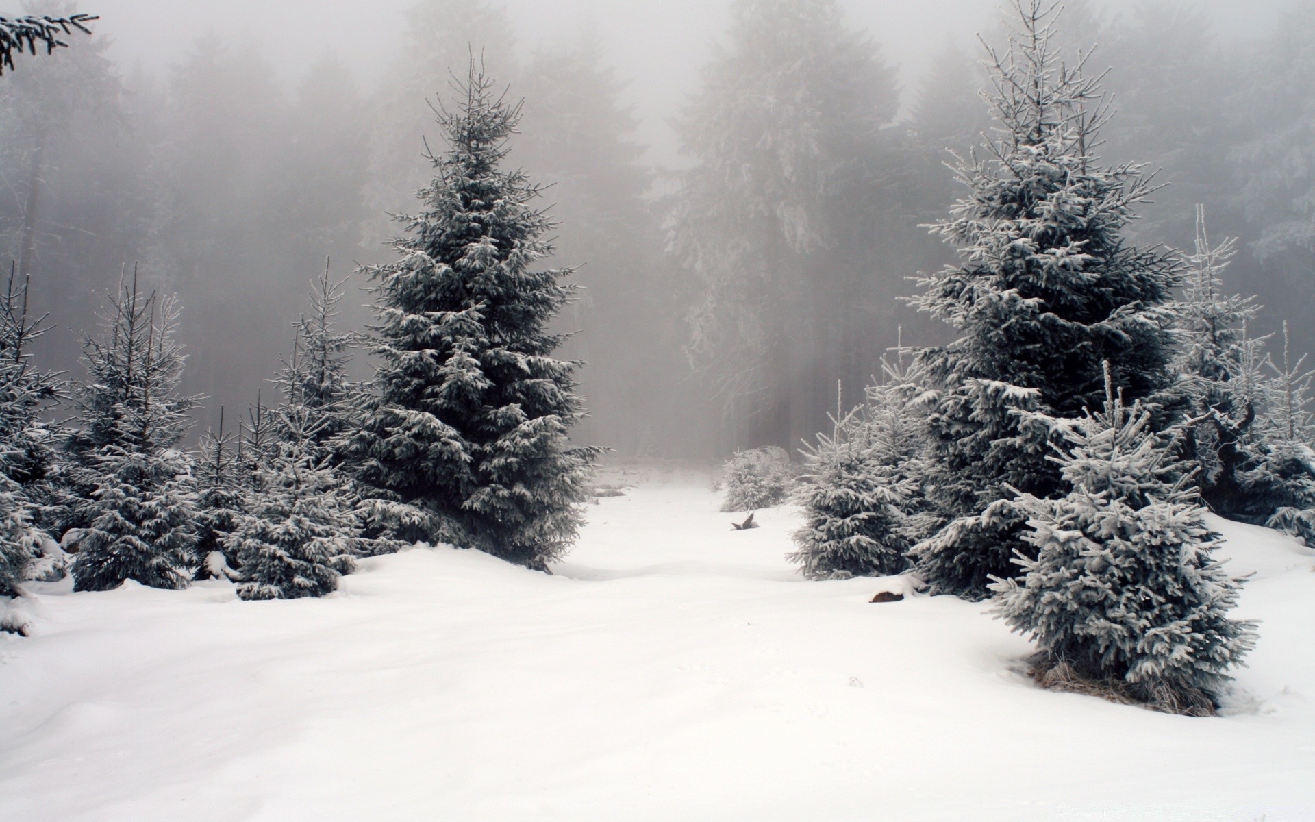 hiver neige gel froid arbre pin congelé bois sapin evergreen glace sapin brouillard noël météo tempête de neige conifères saison paysage