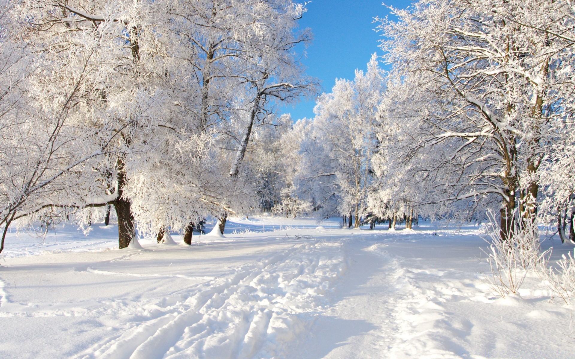 winter schnee kälte frost gefroren baum holz saison verschneit wetter landschaft eis landschaftlich frostig schneesturm schneewehe zweig schnee-weiß track szene