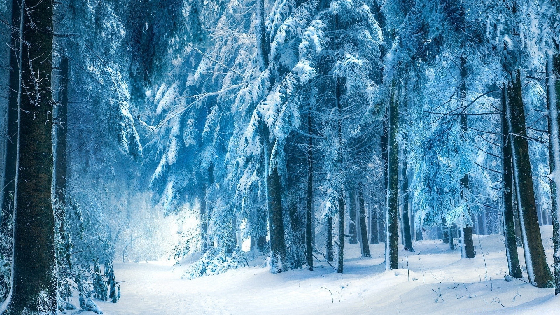 inverno neve frio congelado geada gelo temporada geada madeira paisagem natureza gelo cênica árvore tempo