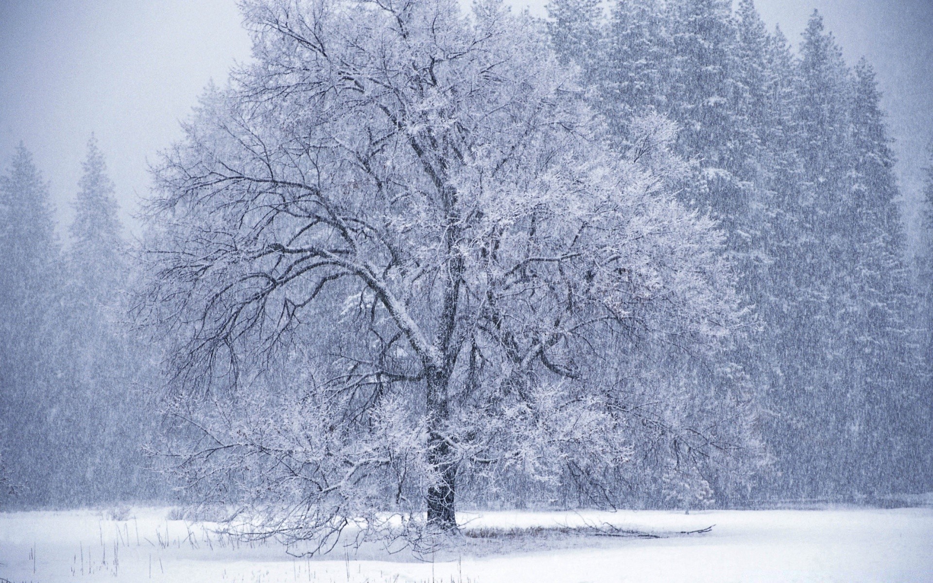 invierno árbol nieve escarcha congelado niebla madera paisaje frío tiempo temporada naturaleza escénico escarcha hielo rama escena niebla helado