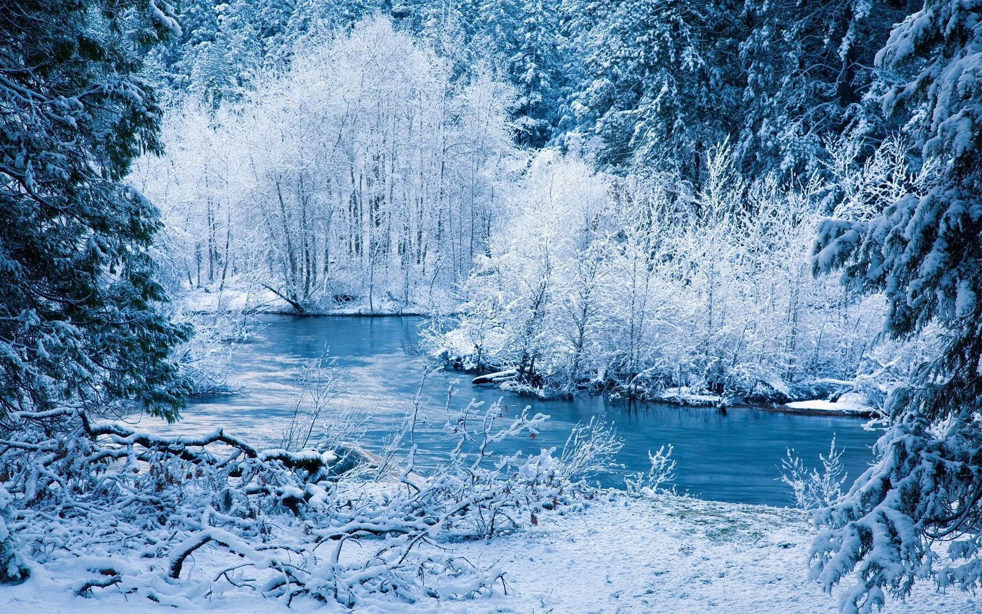 hiver neige congelé froid glace gel arbre paysage saison nature eau bois givré glacial météo scénique lac