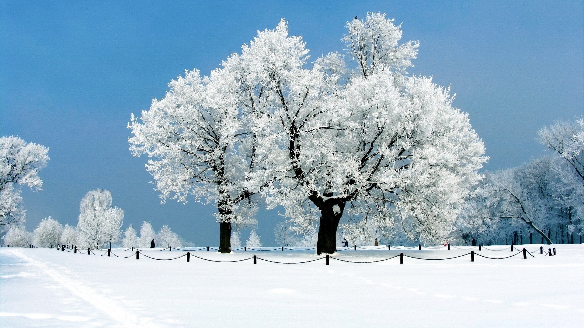 winter schnee kalt frost baum gefroren saison landschaft wetter eis verschneit holz schneesturm zweig schnee-weiß schneewehe landschaftlich frostig szene