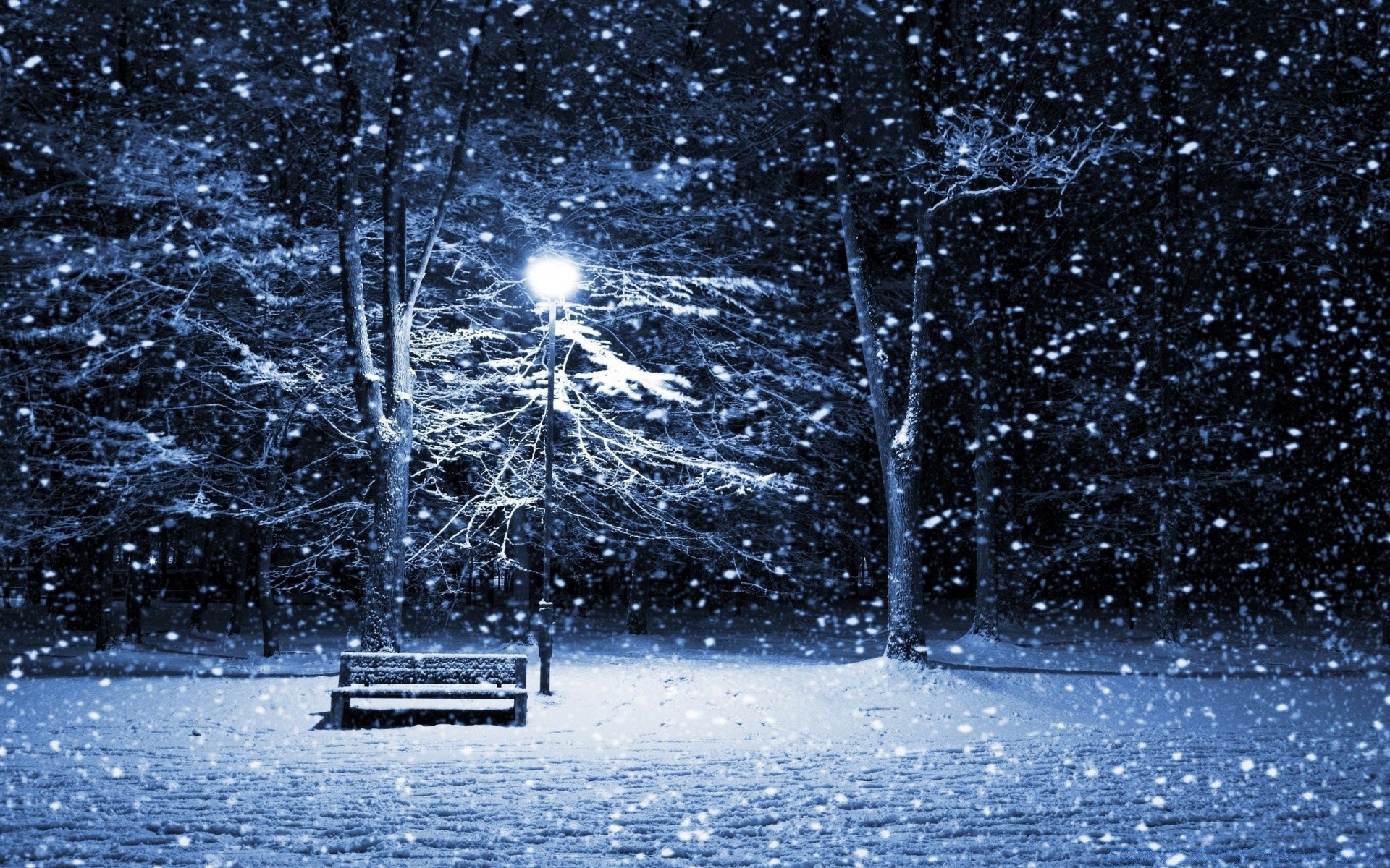 invierno nieve naturaleza frío temporada árbol escarcha al aire libre congelado hielo tiempo agua