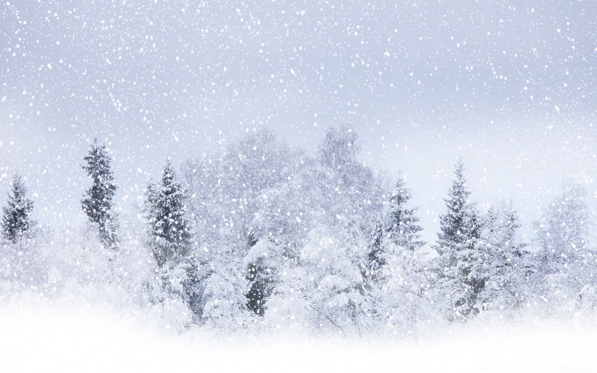 winter snow frost christmas cold weather frozen season snowstorm ice snowflake tree landscape desktop frosty nature