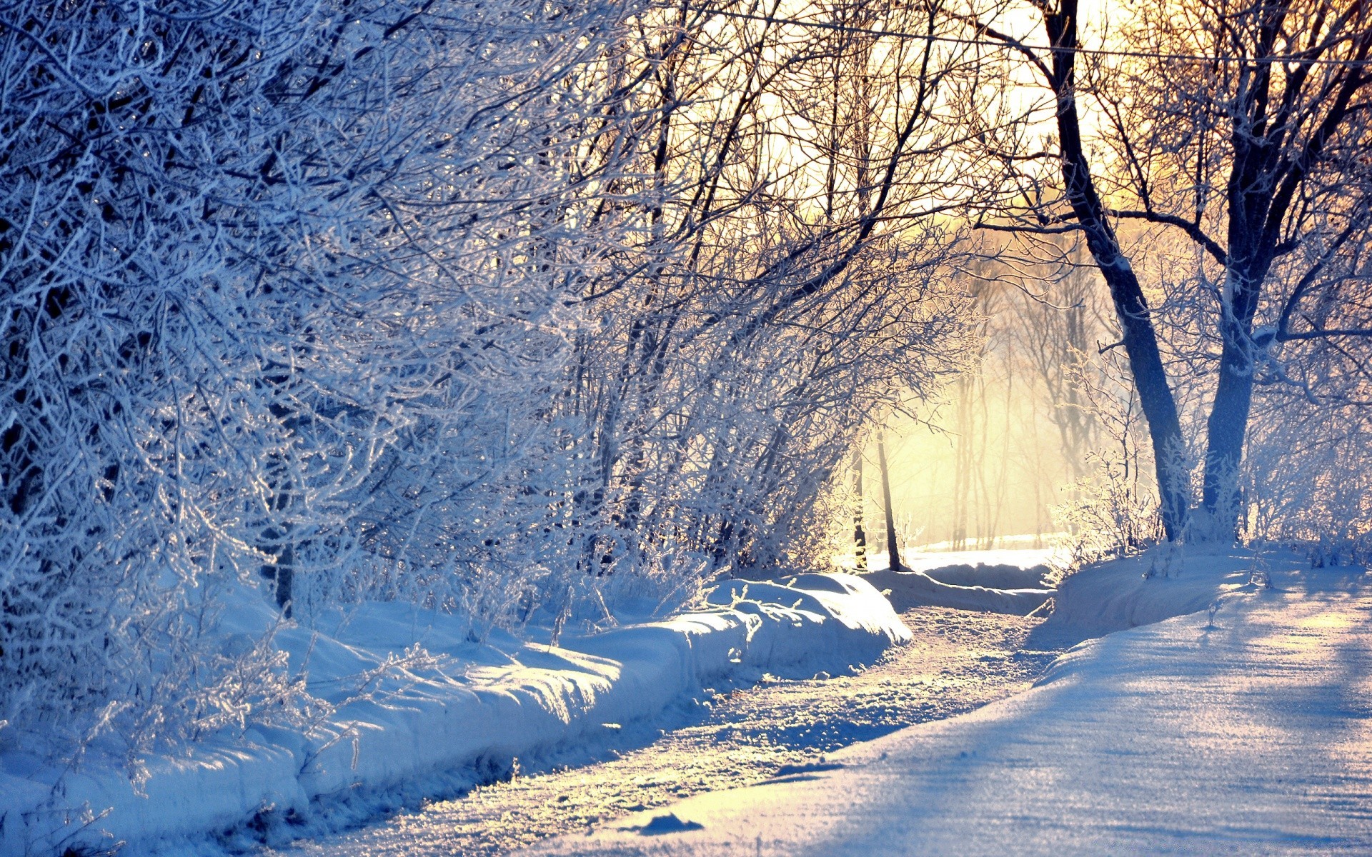 hiver neige froid gel paysage glace congelé bois saison bois nature météo scénique à l extérieur givré