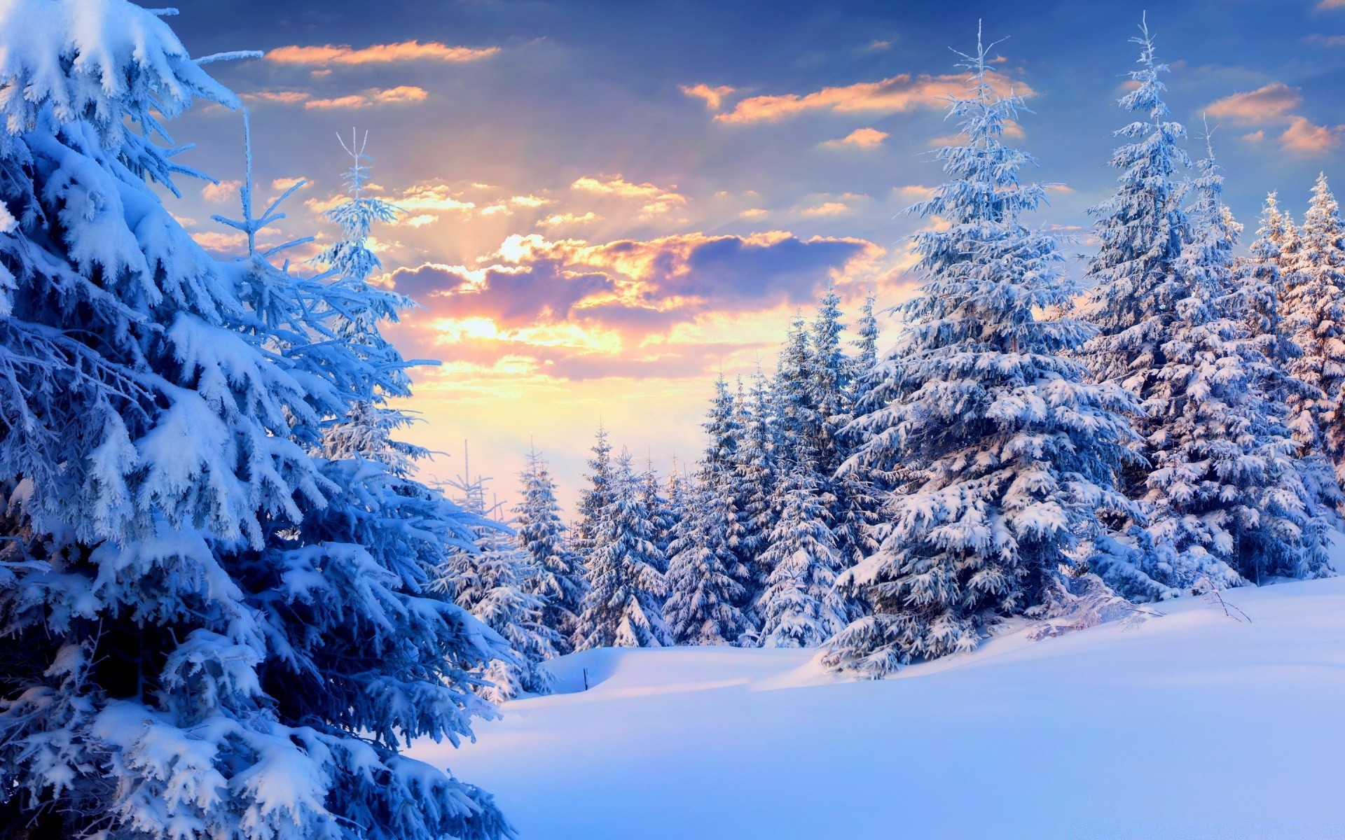 Fir Trees Under The Snow, Forest - Phone wallpapers