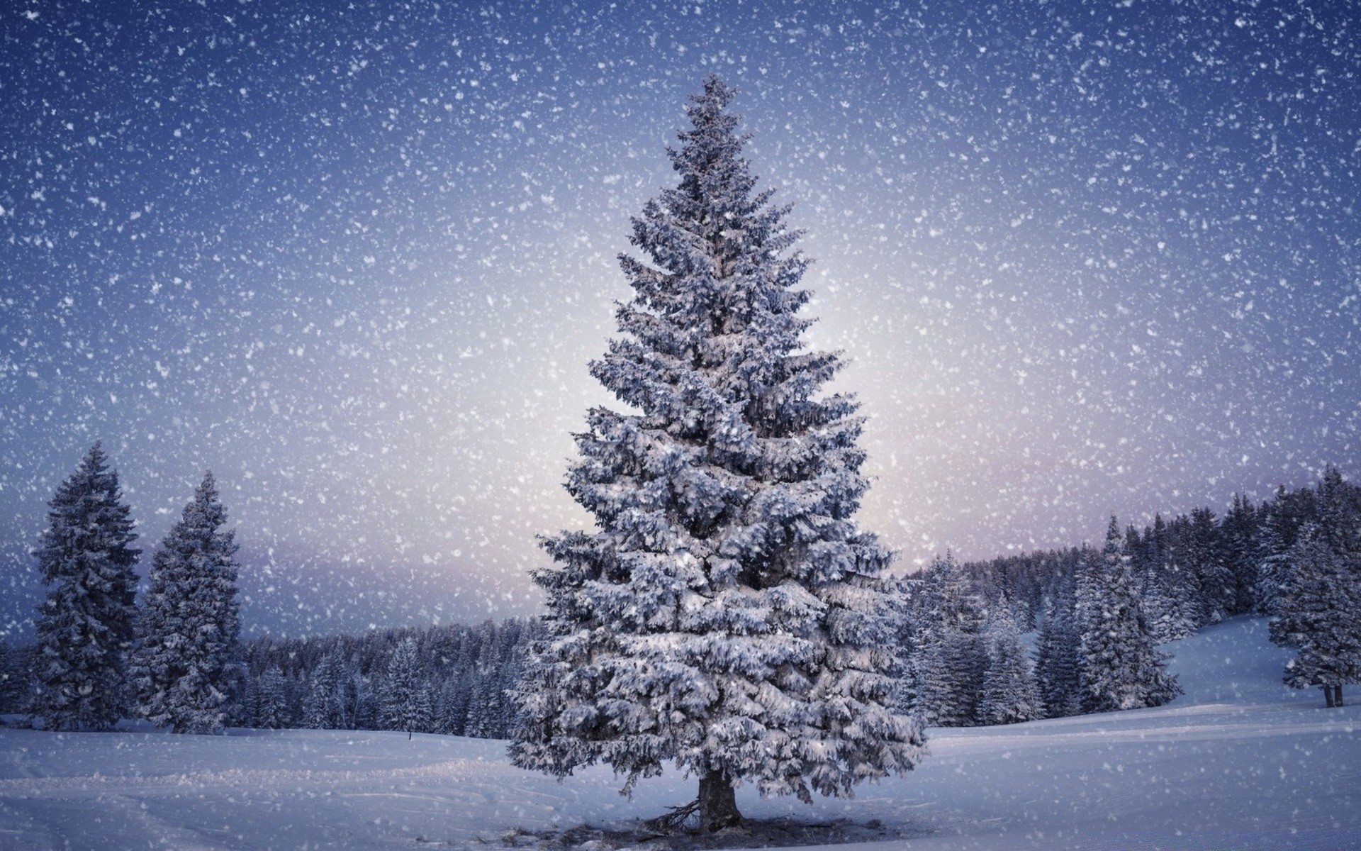 invierno nieve escarcha frío árbol congelado hielo evergreen madera coníferas temporada navidad tiempo abeto paisaje pino escénico escarchado abeto