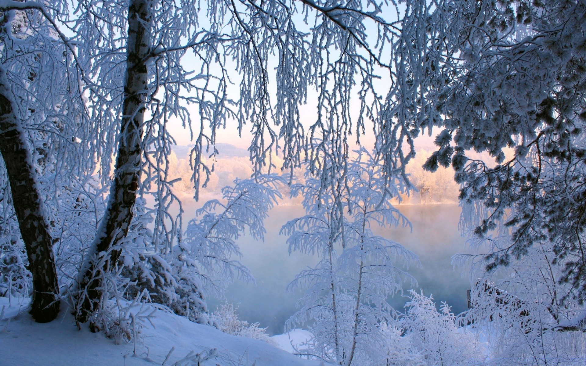 hiver neige froid gel bois bois congelé météo glace paysage saison scénique nature givré neige-blanc beau temps glacial