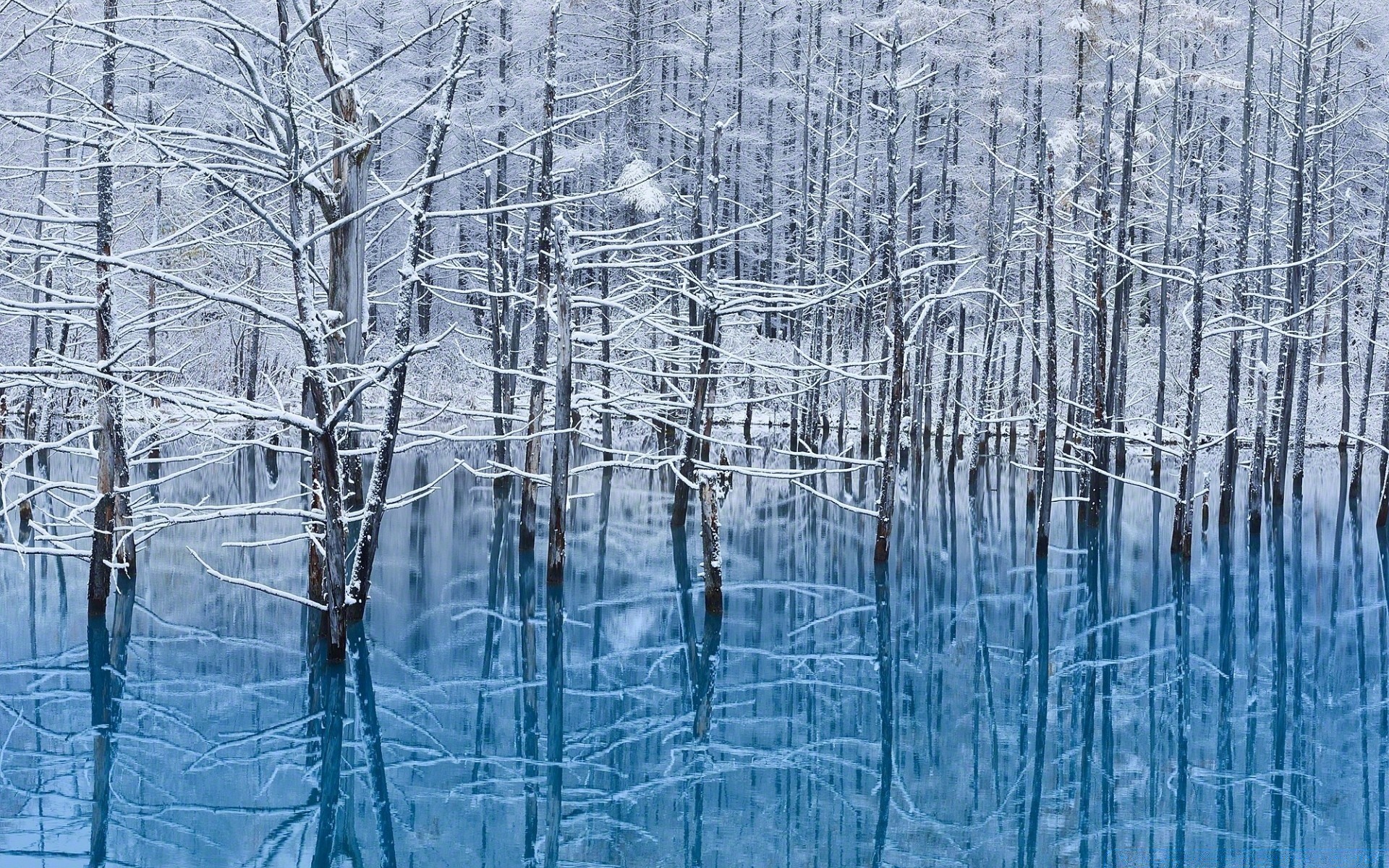 zima śnieg mróz zimne drewno natura lód mrożony sezon drzewo pogoda krajobraz odkryty śnieg-biały oddział lód mroźny