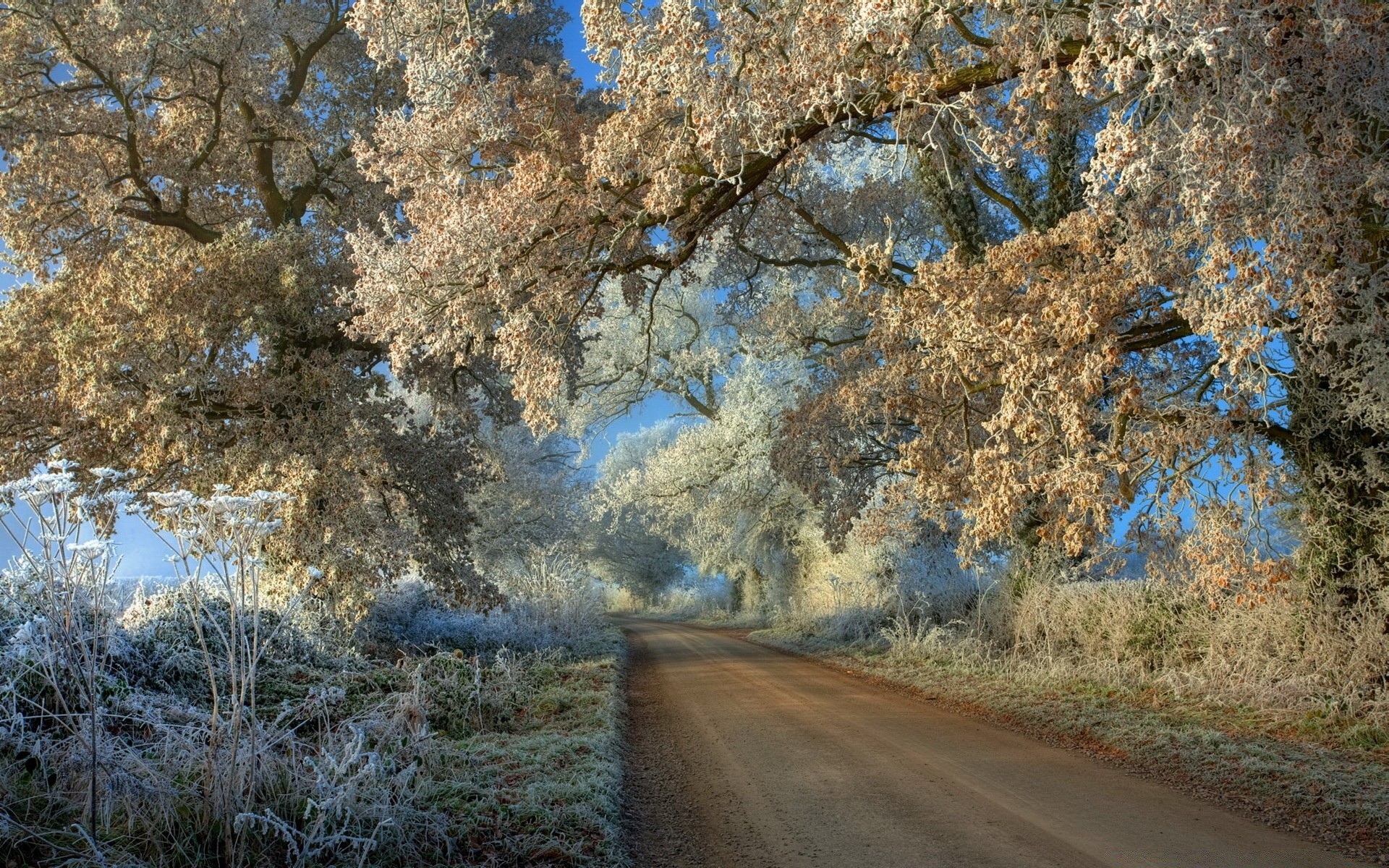 winter tree landscape nature wood outdoors season fall branch scenic park rural guidance road sky environment leaf flora