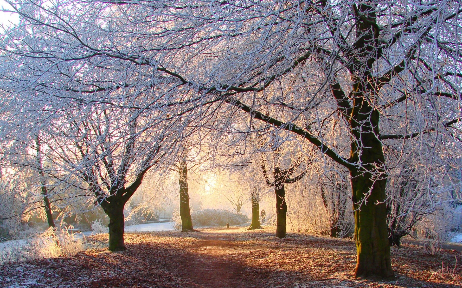 inverno albero ramo autunno paesaggio stagione parco legno natura scenic alba foglia all aperto paesaggio guida scena campagna nebbia ambiente