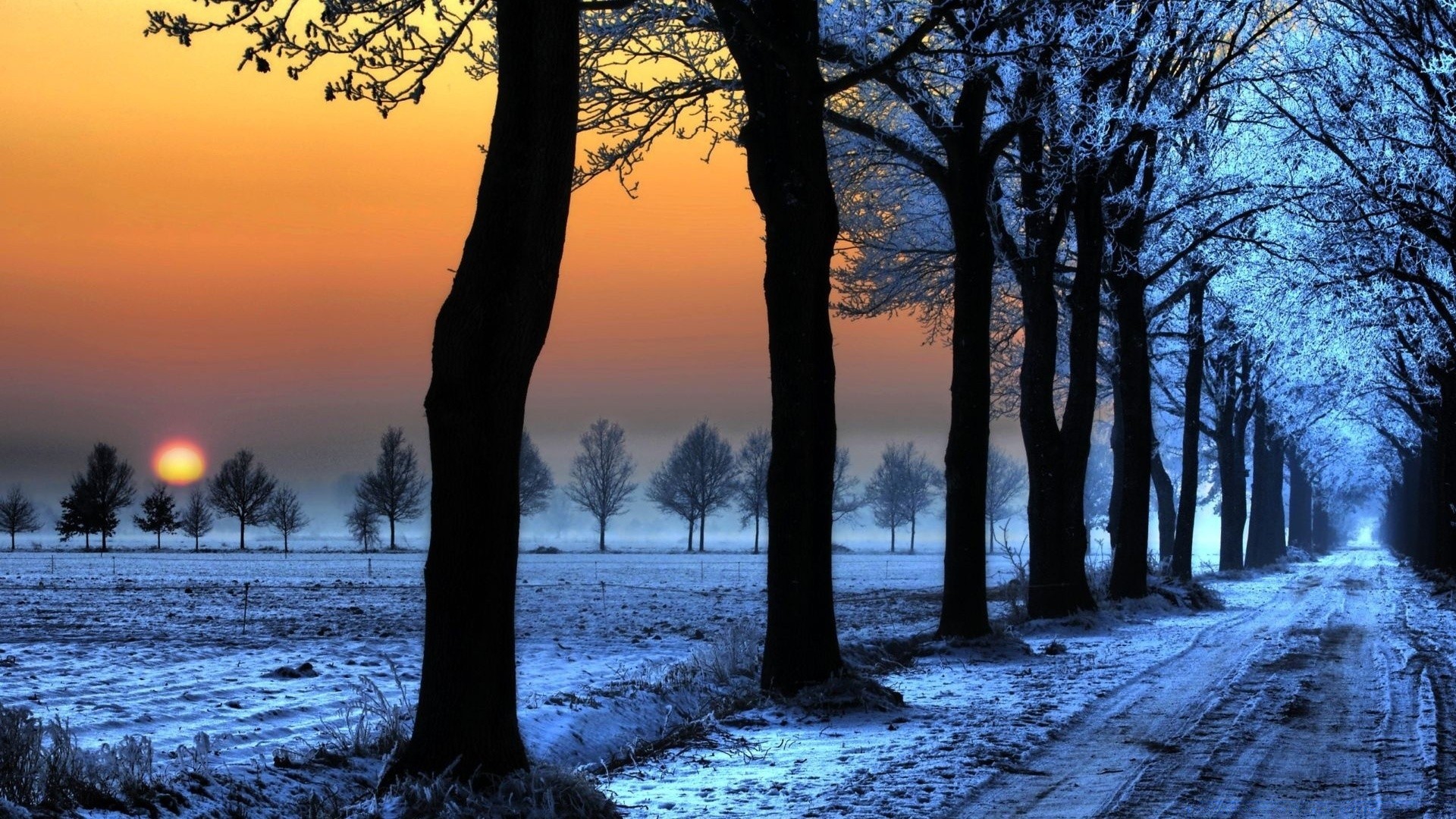 inverno alba albero paesaggio autunno tramonto legno natura sole bel tempo nebbia scenic sera all aperto nebbia tempo stagione parco illuminato