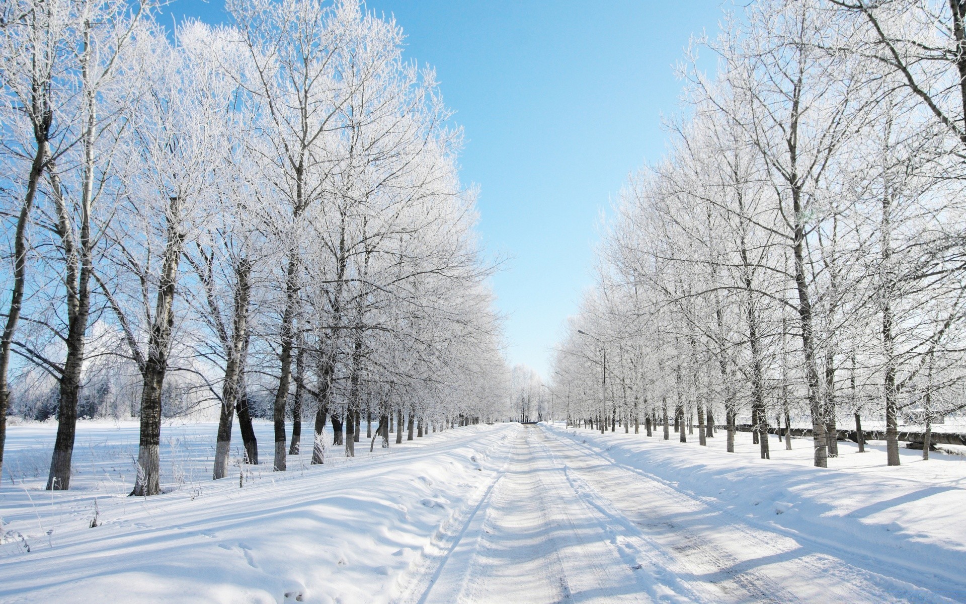 winter snow cold frost frozen tree season weather landscape wood ice snowstorm snowy road snow-white scenic guidance branch scene frosty