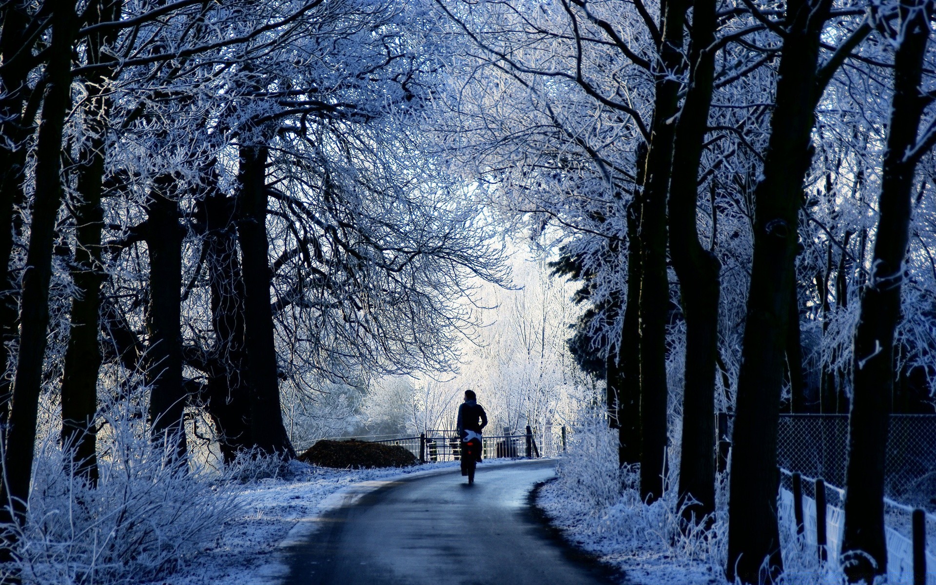 invierno nieve árbol frío madera escarcha paisaje congelado niebla hielo escénico parque tiempo temporada niebla rama guía amanecer carretera callejón