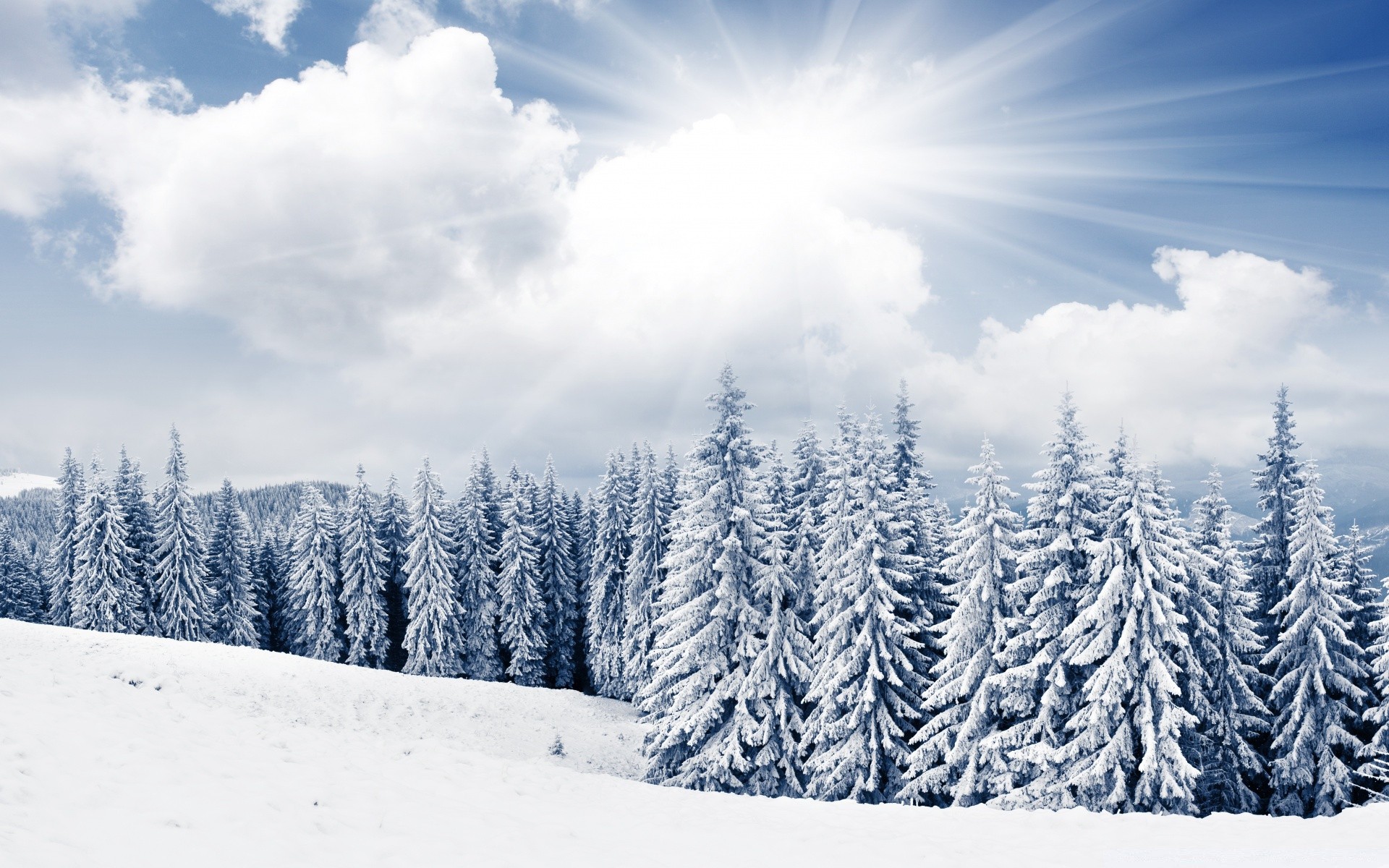 inverno neve geada frio madeira natureza paisagem gelo congelado montanha estação árvore tempo