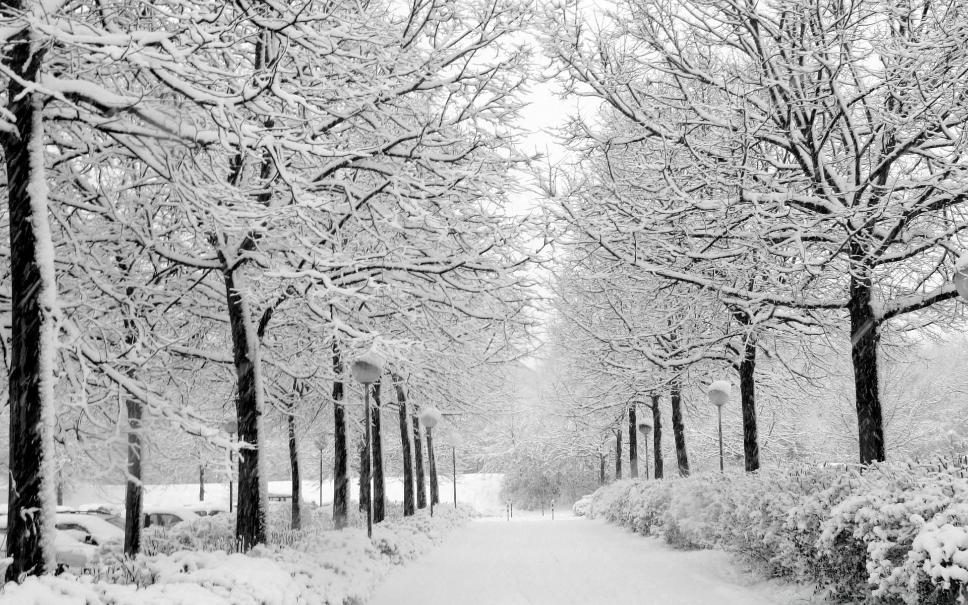 winter schnee frost baum kälte gefroren holz saison zweig eis wetter landschaft schneesturm nebel frostig verschneit park straße schnee-weiß