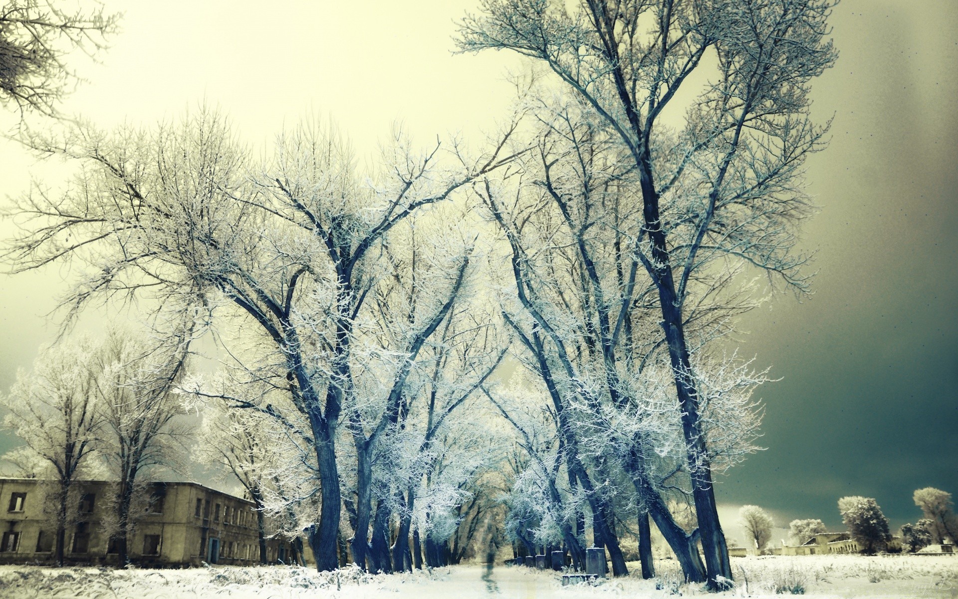 winter snow frost cold tree frozen wood ice fog landscape dawn weather frosty season nature countryside mist branch park