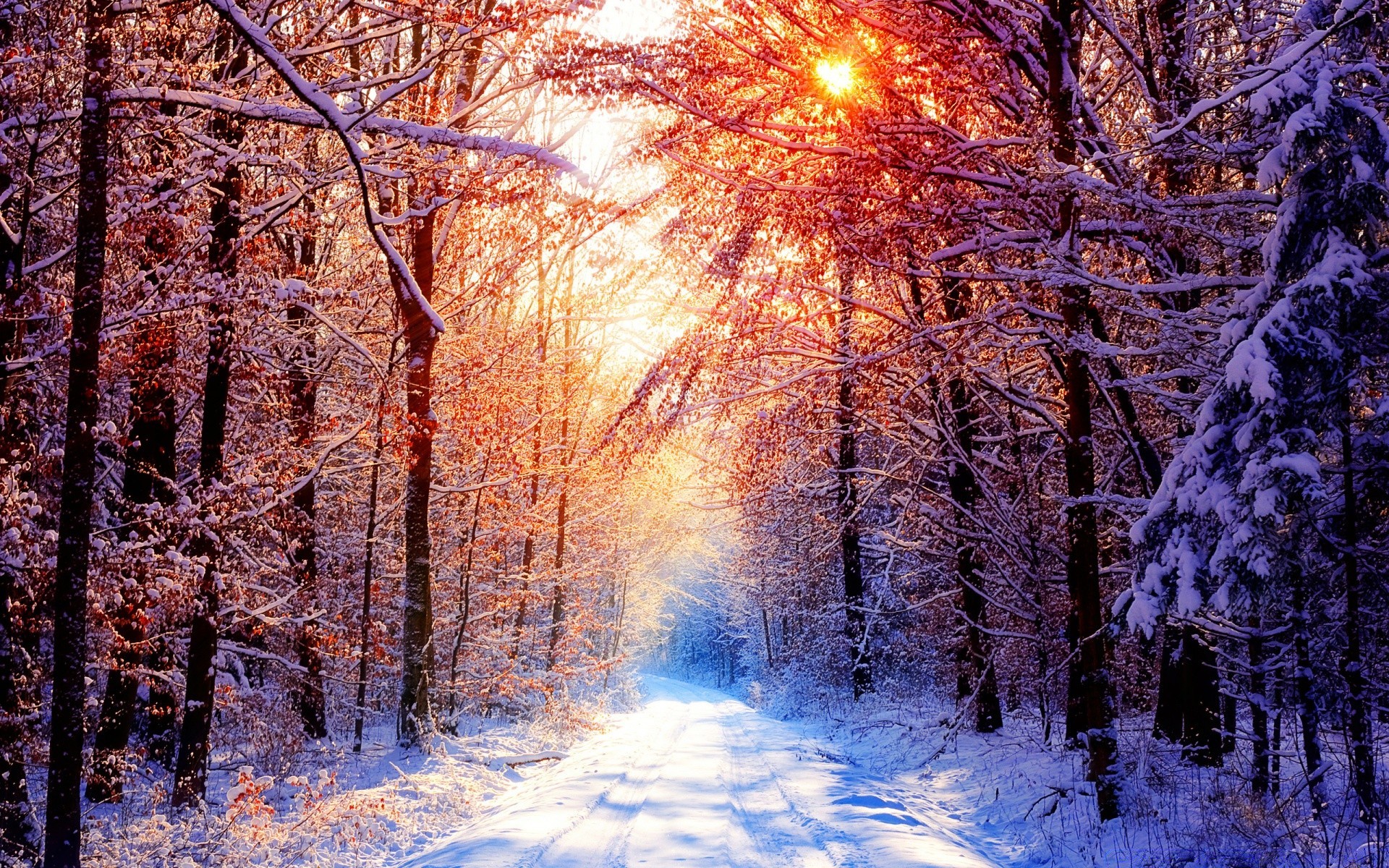 winter schnee holz holz kalt frost saison landschaft natur zweig dämmerung herbst park gutes wetter landschaftlich nebel eis gefroren wetter