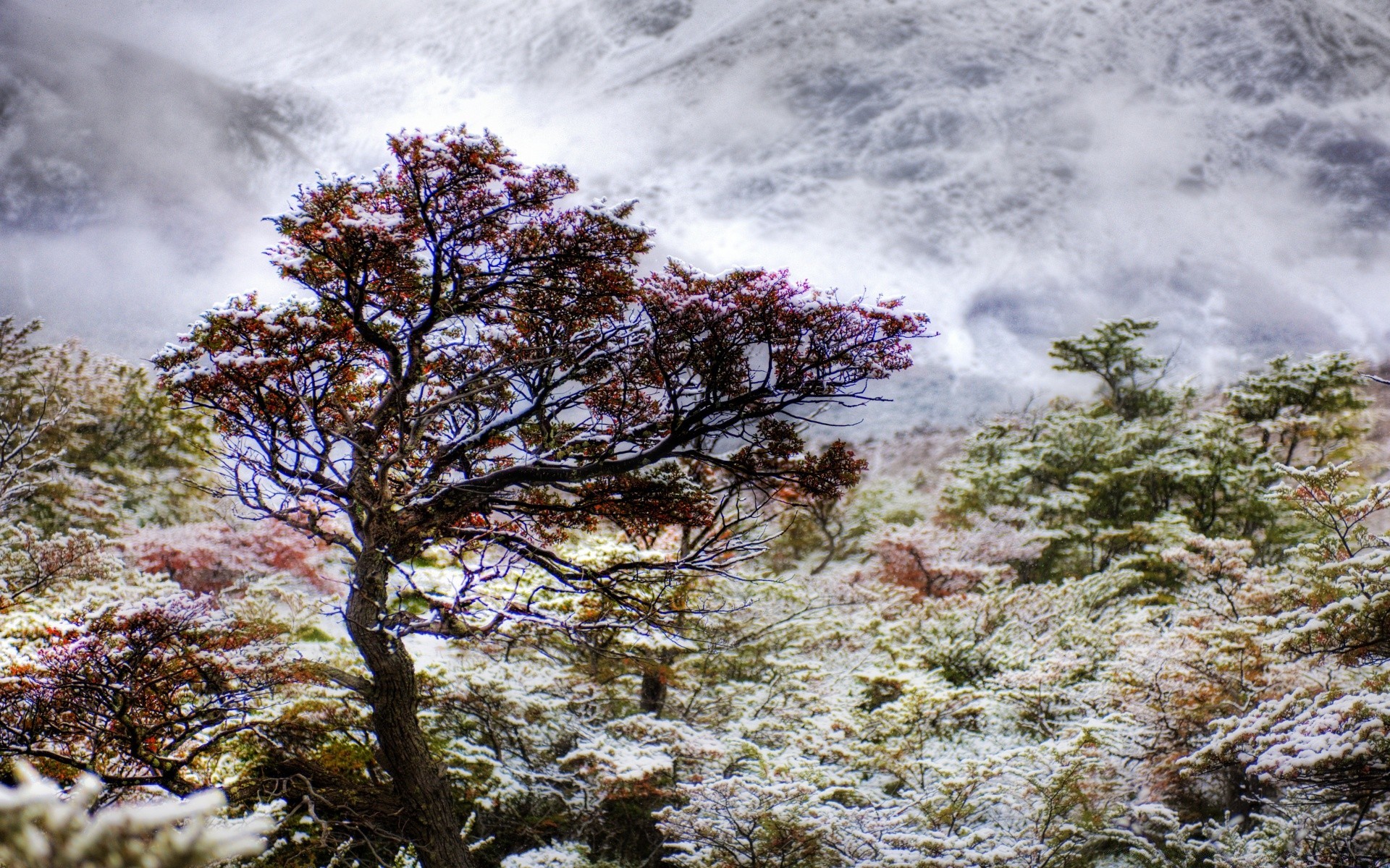 hiver paysage nature arbre en plein air bois scénique saison ciel voyage parc flore montagnes paysage