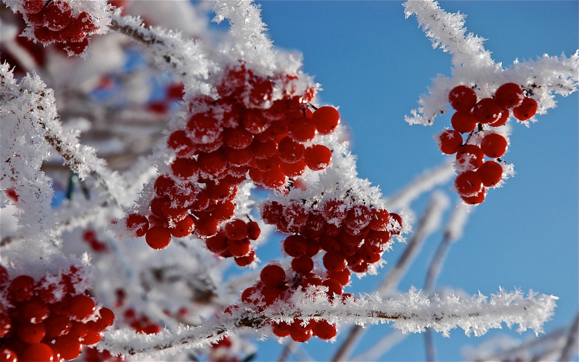 winter frost schnee natur zweig saison hell baum beere eis im freien weihnachten eberesche blatt gefroren eberesche scheint kalt farbe