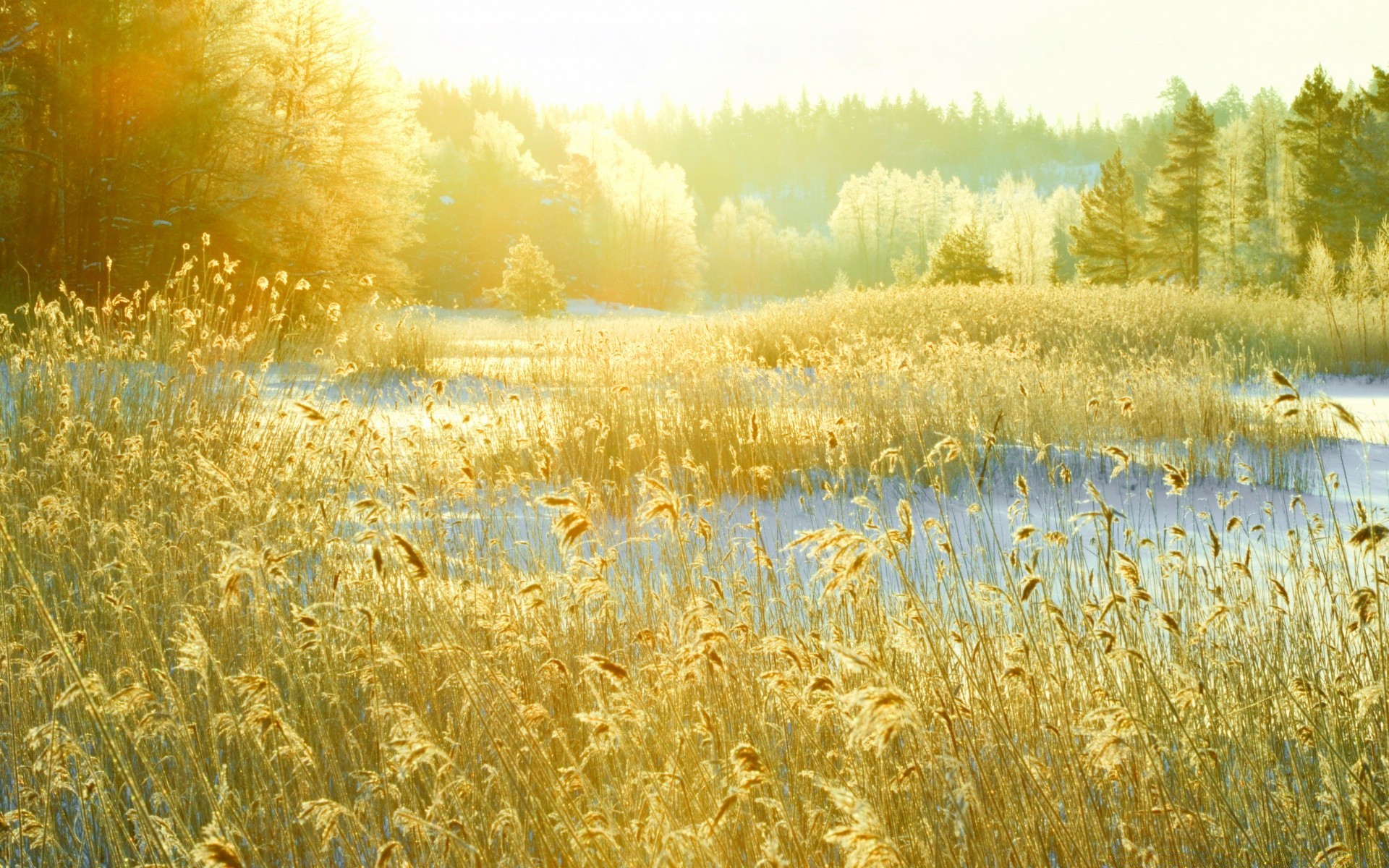 inverno rurale campagna campo fiocchi natura pascolo grano estate all aperto bel tempo paesaggio agricoltura sole stagione mais raccolto paese erba terreno agricolo