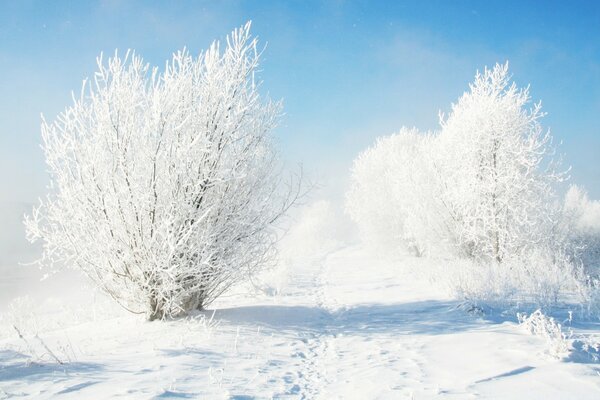 Invierno frío helado y nieve blanca