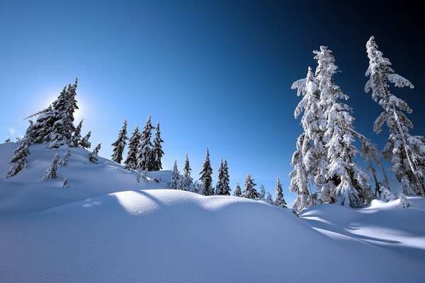 Snowy spruce heights in snowdrifts