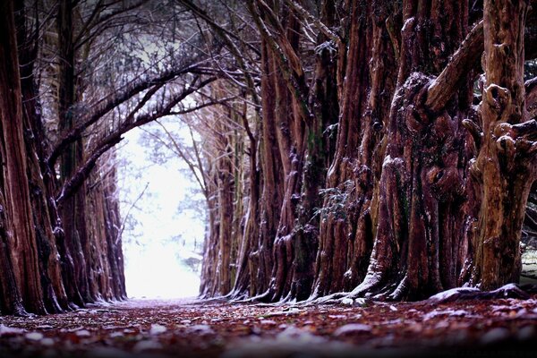 In inverno, gli alberi di neve sono congelati