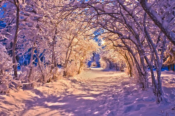 Arco de árvores no inverno frio