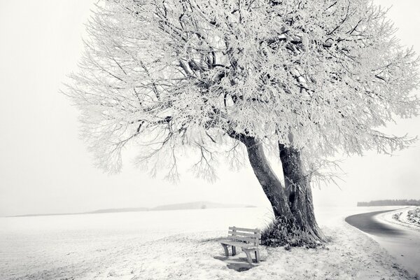 Ein verschneiter Baum im frostigen Winter